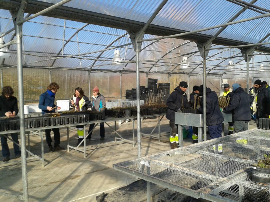 preparing tree cuttings